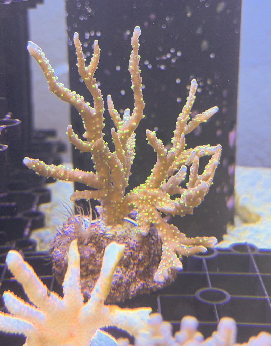 メデューサコモンサンゴ