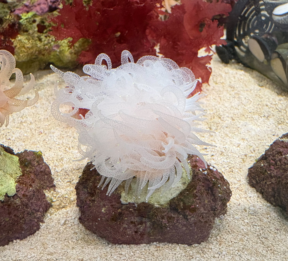 ウチウラタコアシサンゴ