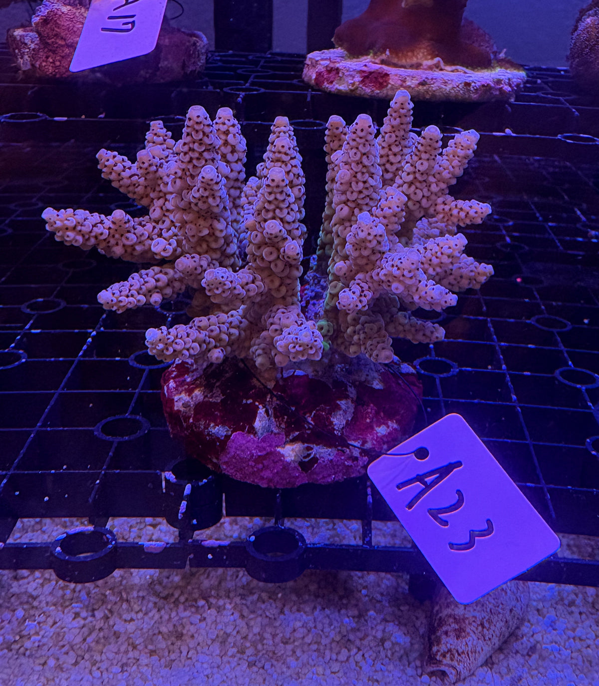 No.A23 ウスエダミドリイシ