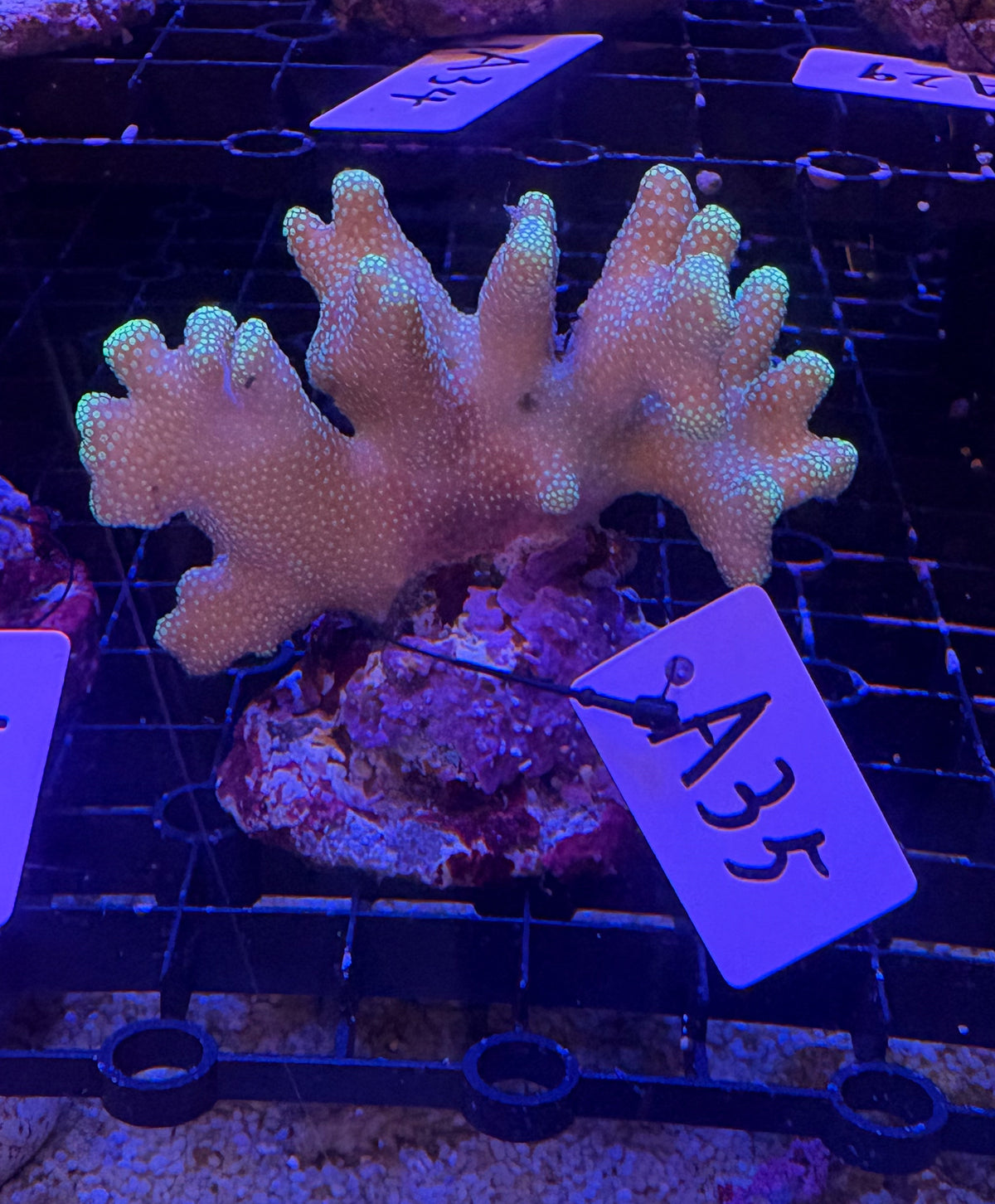 No.A35 ショウガサンゴ グリーン