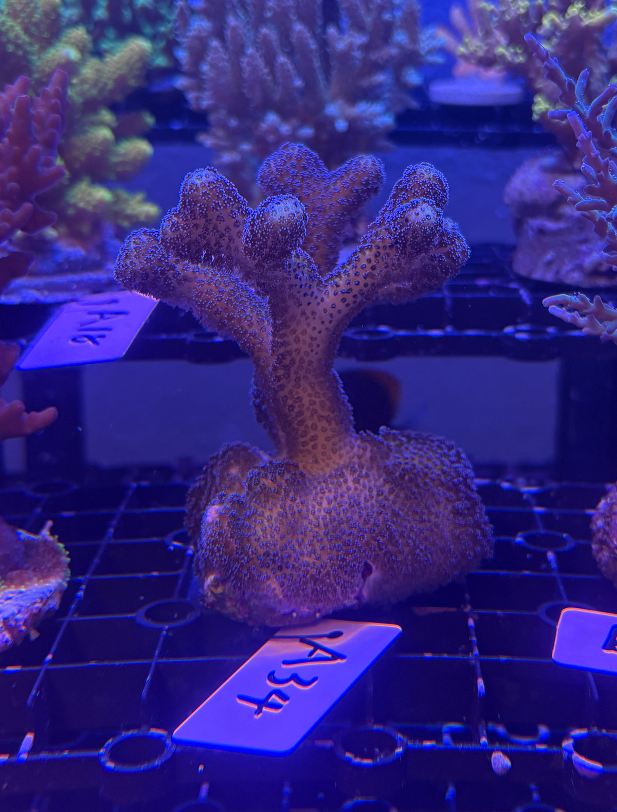 No.A34 ショウガサンゴ