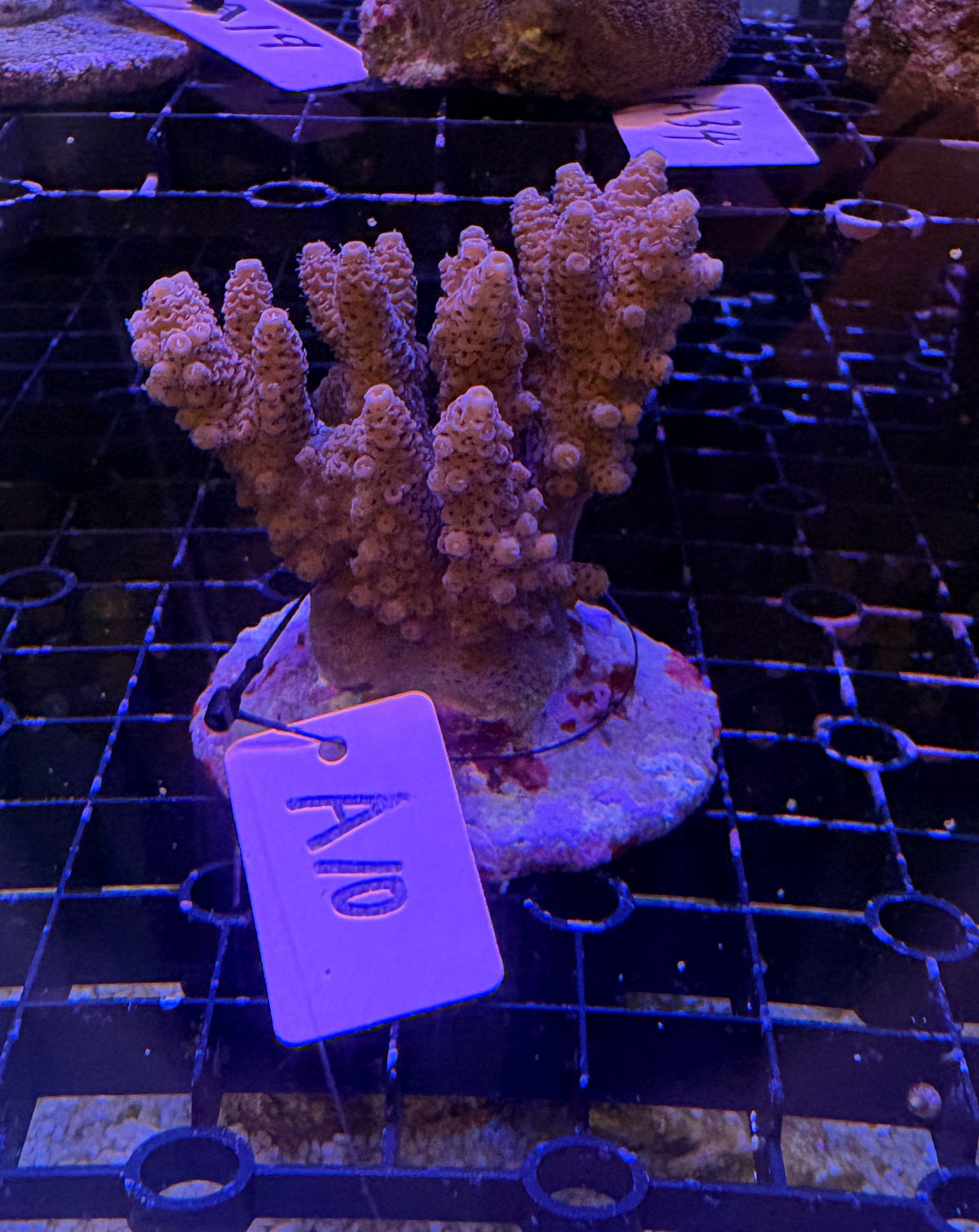 No.A10 ハイマツミドリイシ