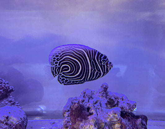 ウズマキキンチャクダイ