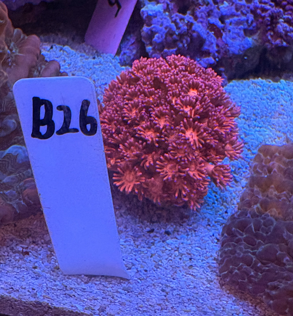 No.B26  ハナガササンゴ　レッド