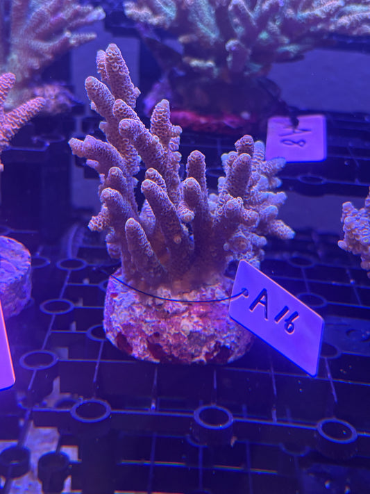 No.A16  ハイマツミドリイシ