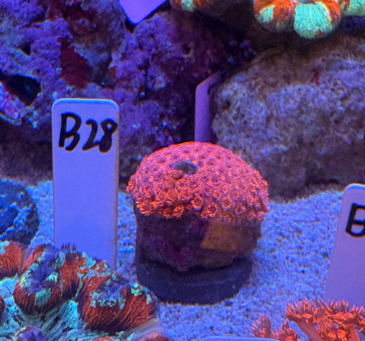 No.B28  ハナガササンゴ　レッド