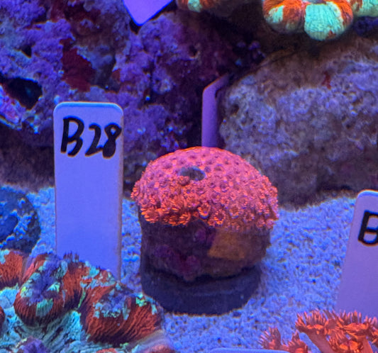 No.B28  ハナガササンゴ　レッド