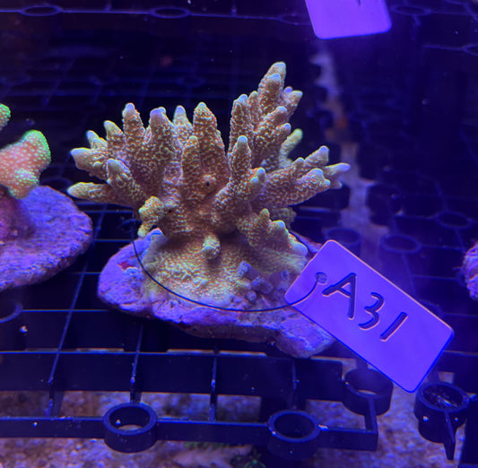 No.A31  エダコモンサンゴ　バブルガム