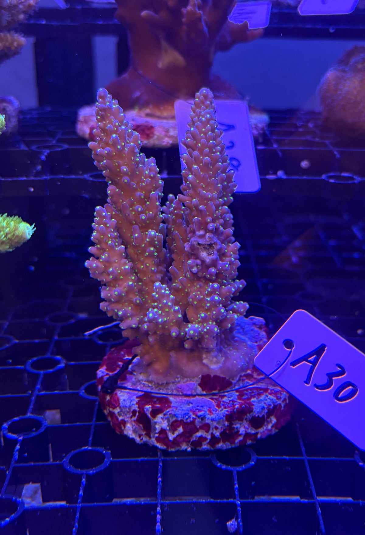 No.A30  ミドリイシ