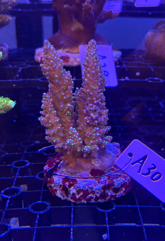 No.A30  ミドリイシ
