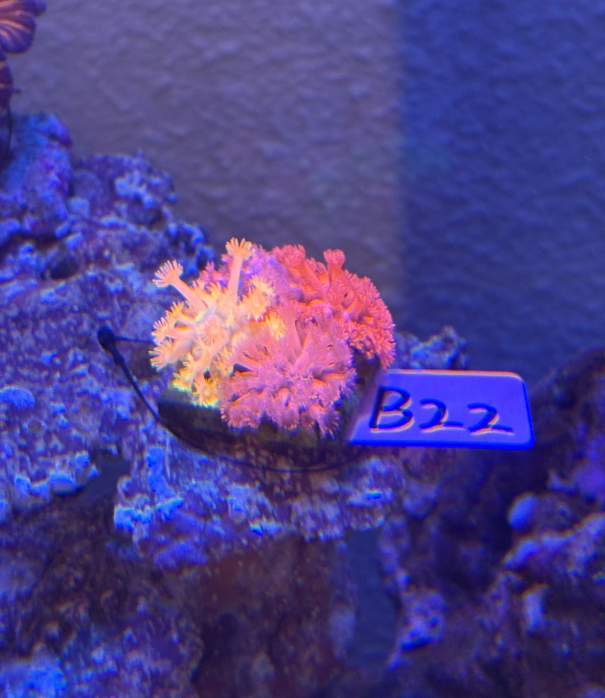 No.B22  ハナガササンゴ　コロニー