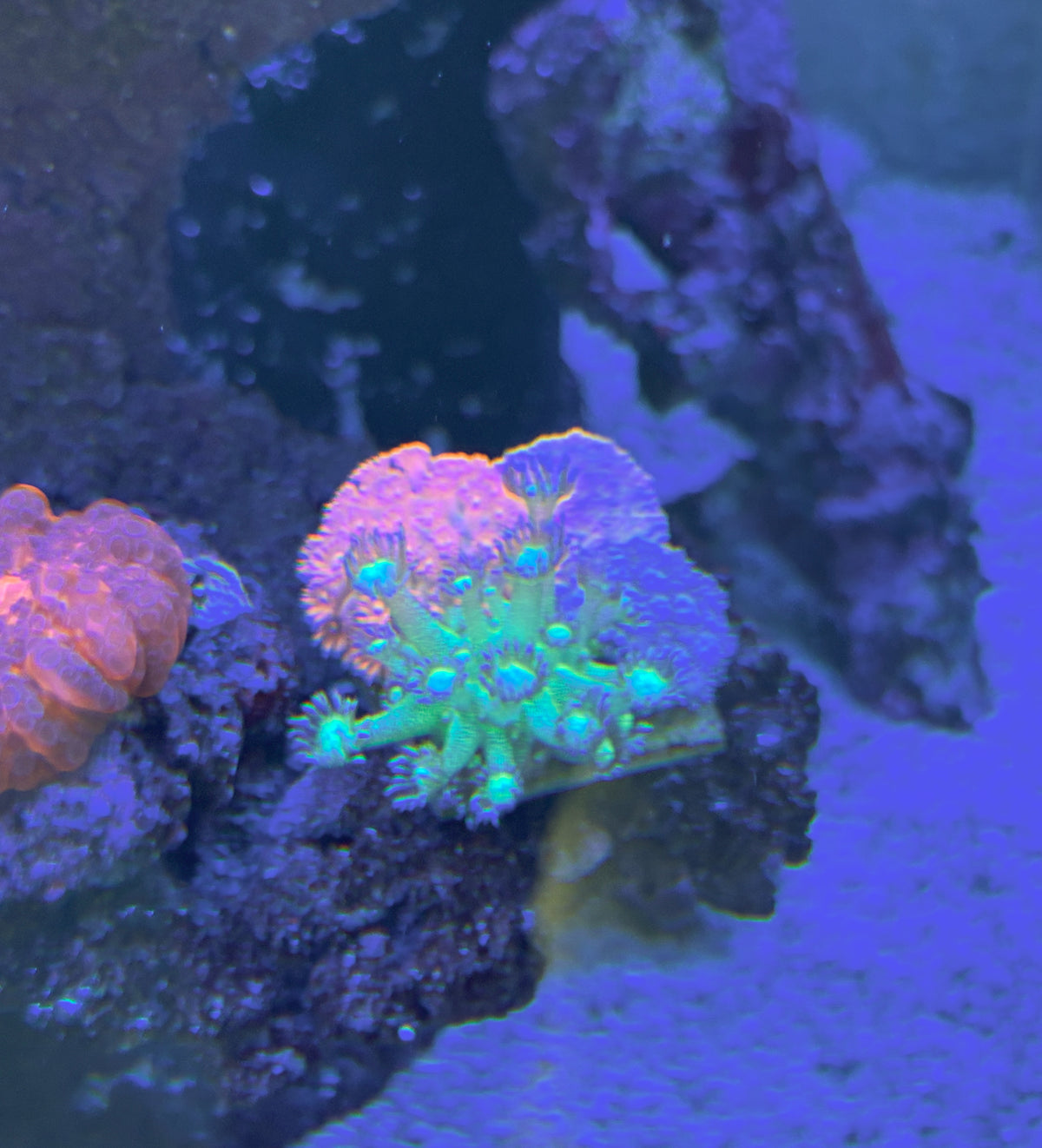 ハナガササンゴ　コロニー