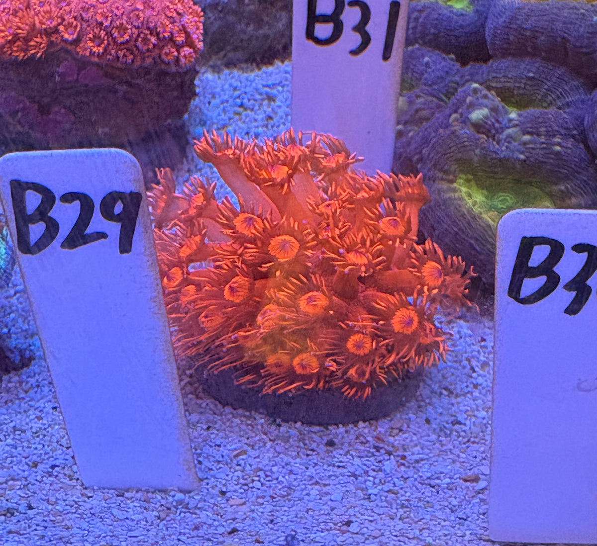 No.B29  ハナガササンゴ　レッド