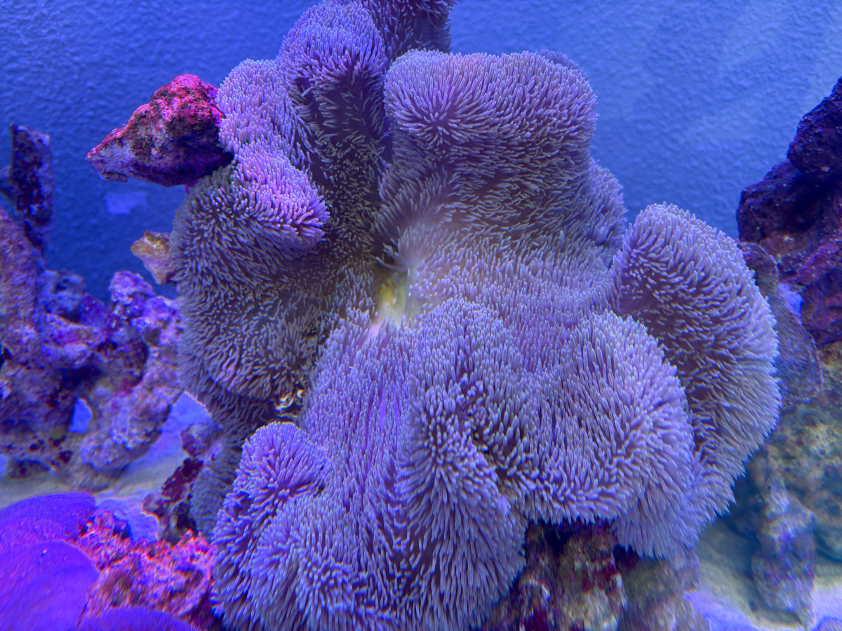 ハタゴイソギンチャク　大
