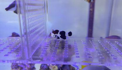 ブラックオセラリス　ペア