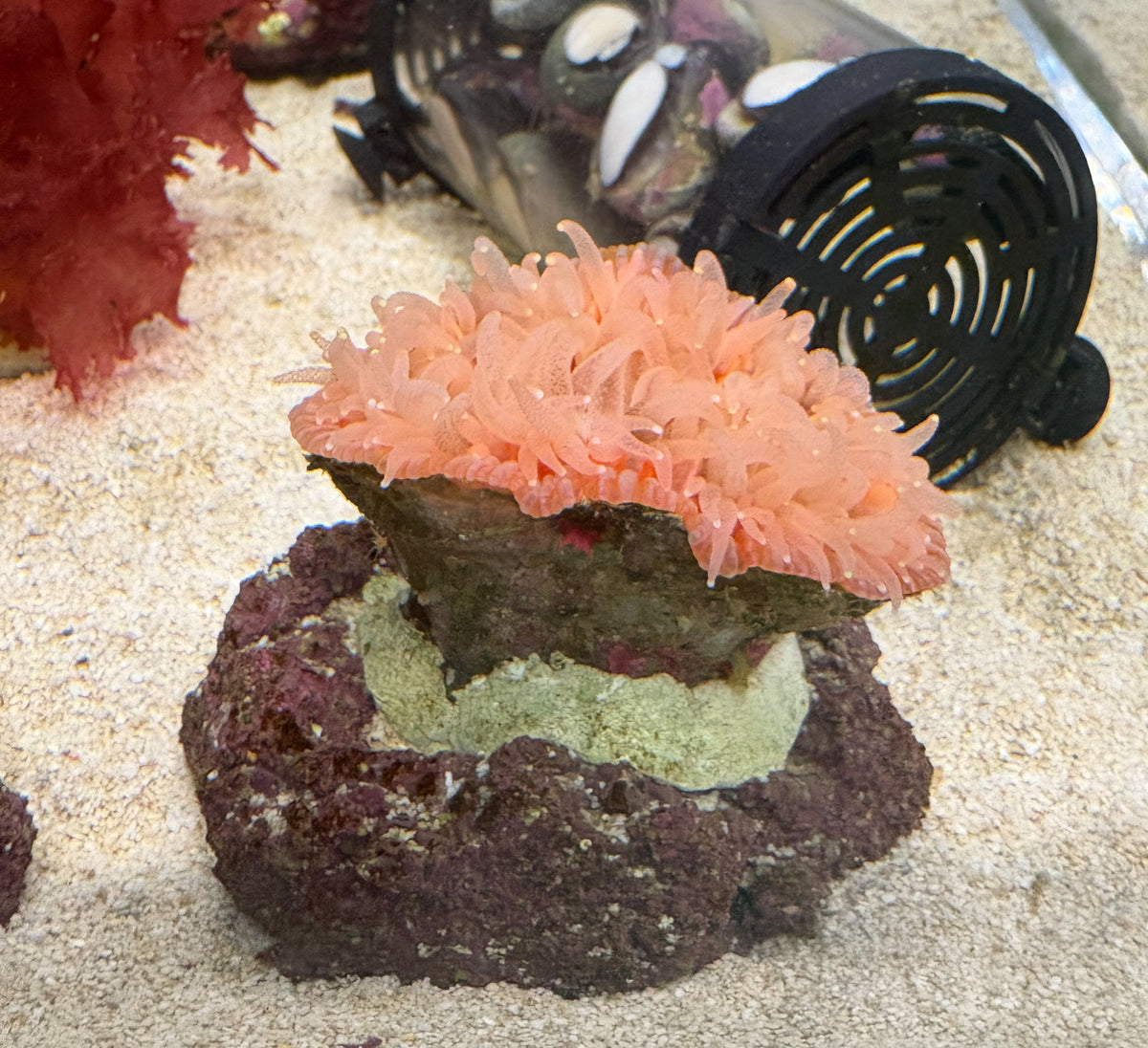 ウチウラタコアシサンゴ