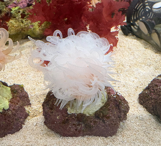 ウチウラタコアシサンゴ