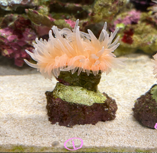 ウチウラタコアシサンゴ