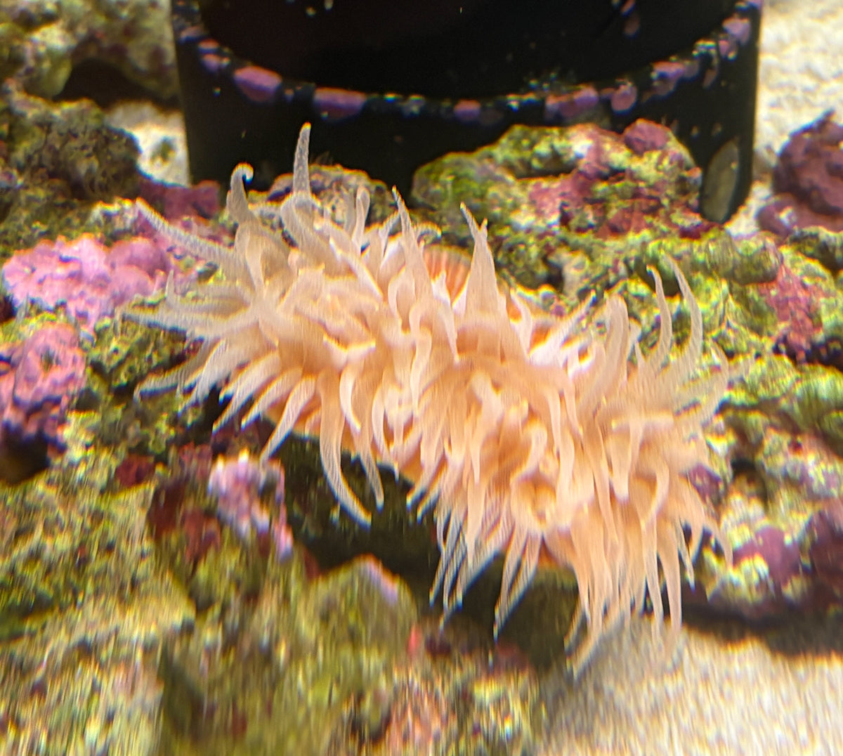 ウチウラタコアシサンゴ