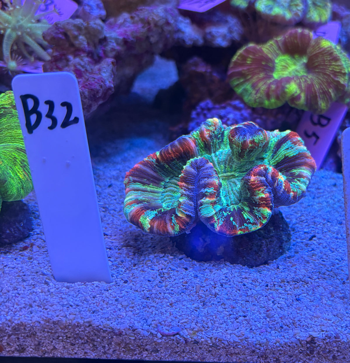 No.B32  ブレインコーラル　マルチカラー