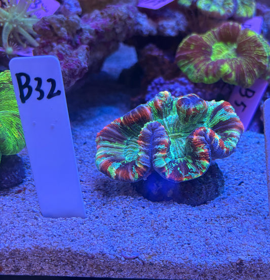 No.B32  ブレインコーラル　マルチカラー