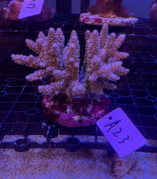 No.A23  ウスエダミドリイシ