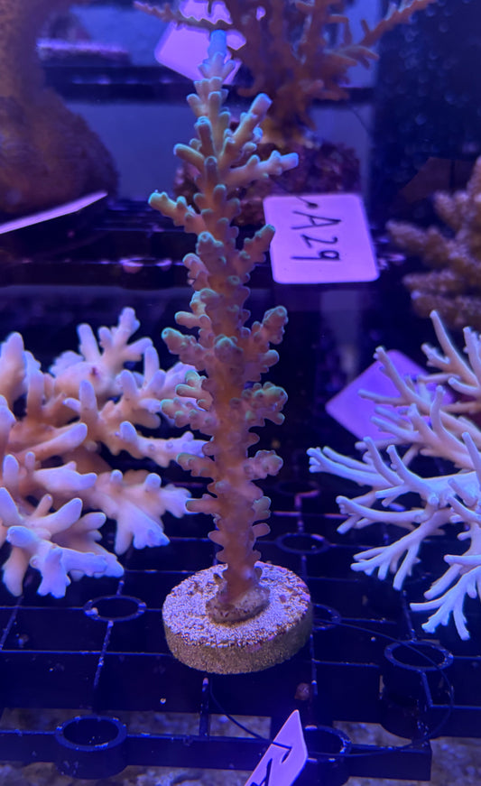 No.A29  ミドリイシセット