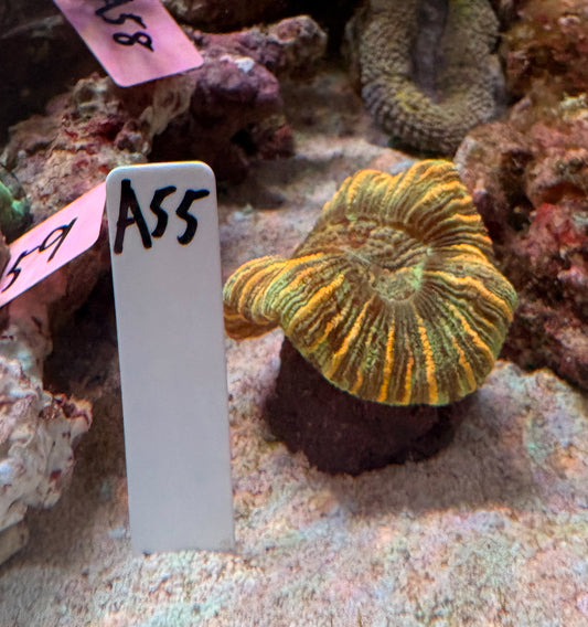 No.A55  オオバナサンゴ