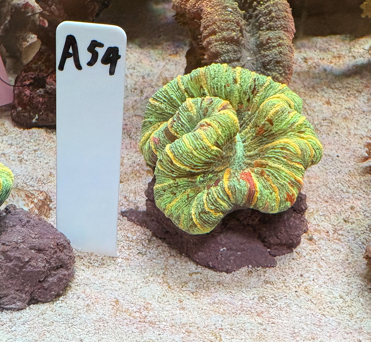No.A54  オオバナサンゴ