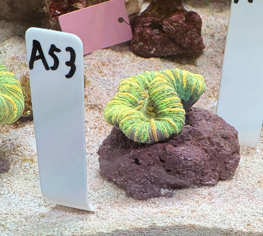 No.A53  オオバナサンゴ