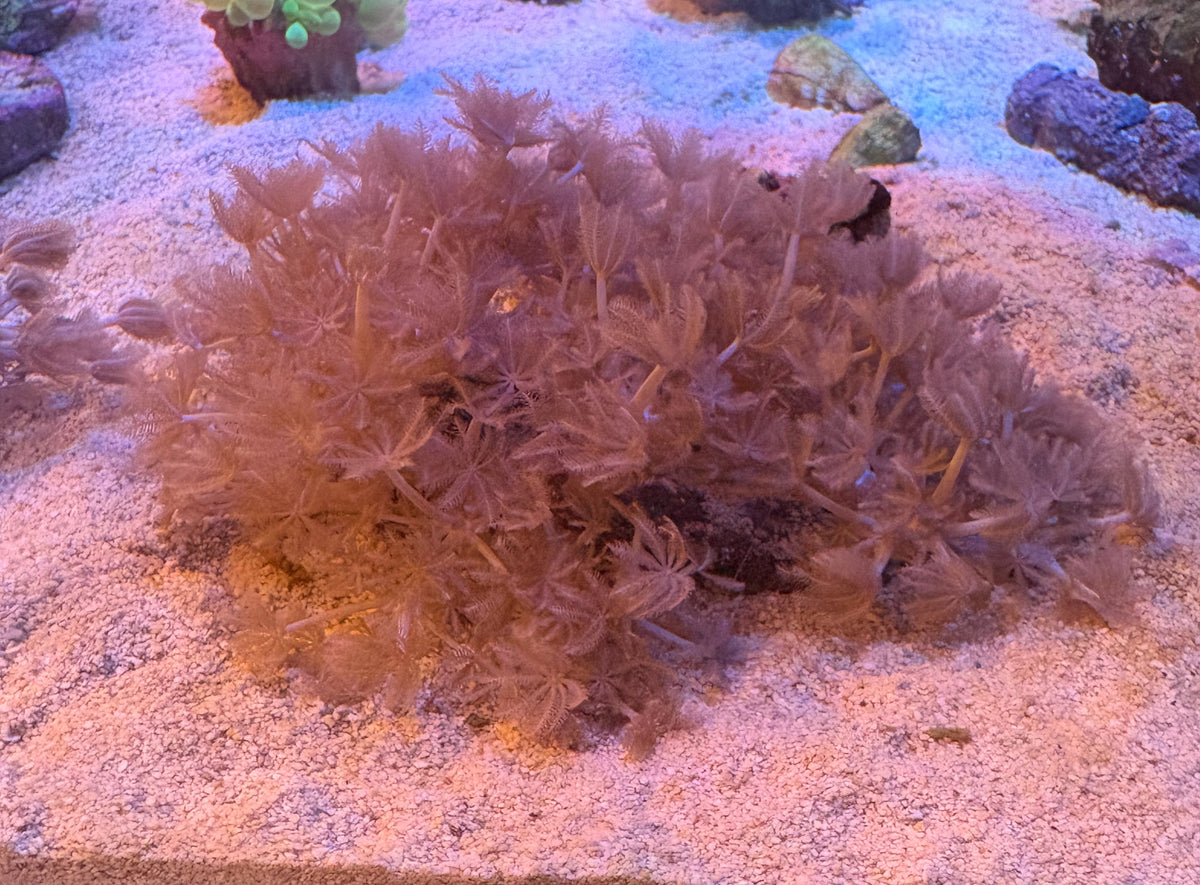 No.A85  ウミアザミ
