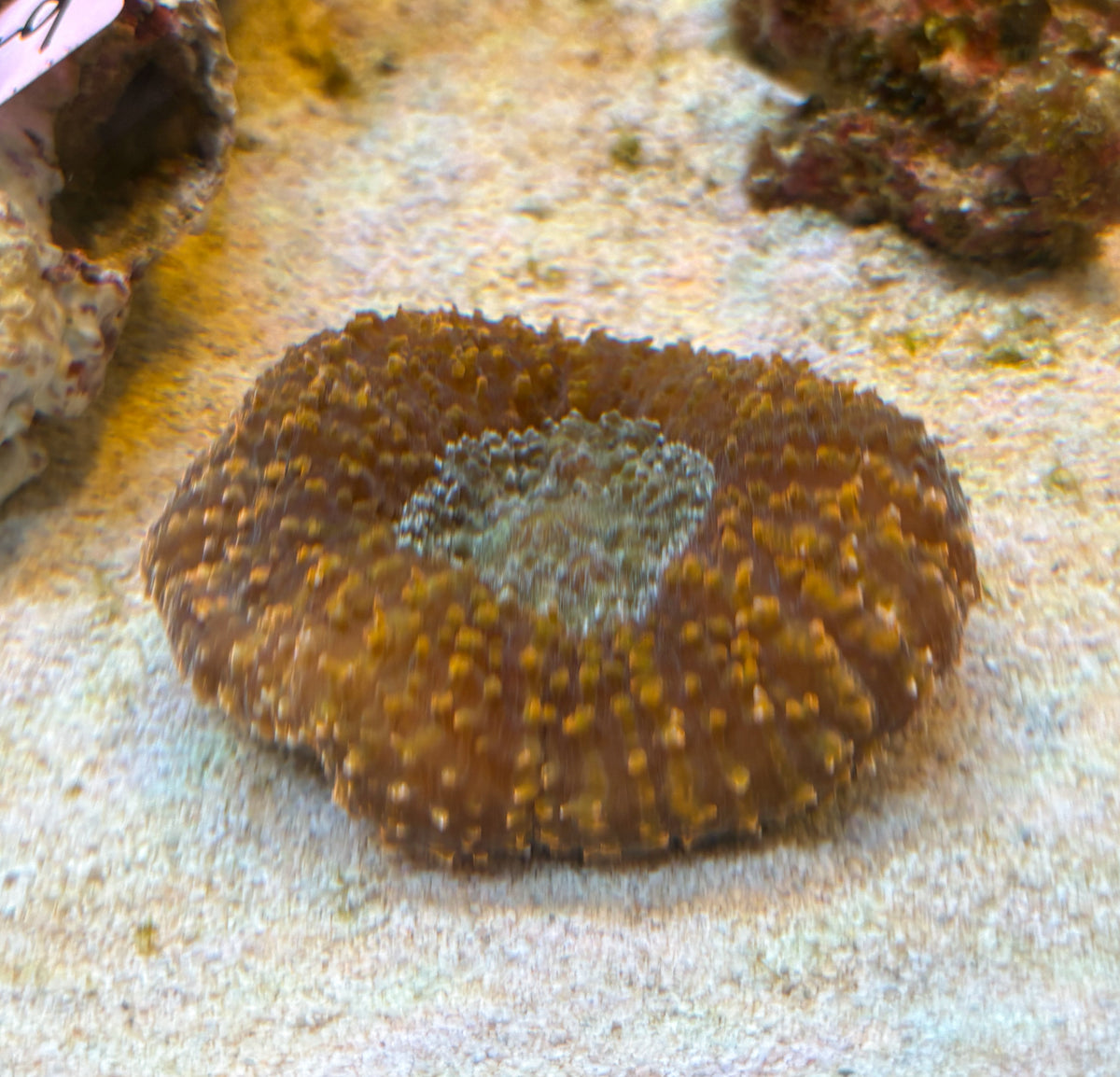 ハナガタサンゴ
