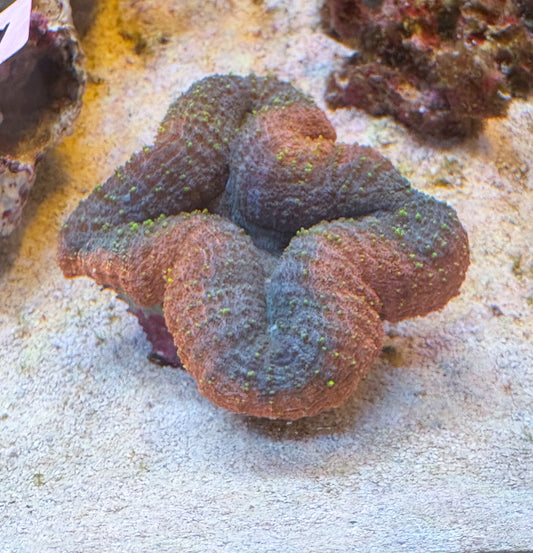 ハナガタサンゴ