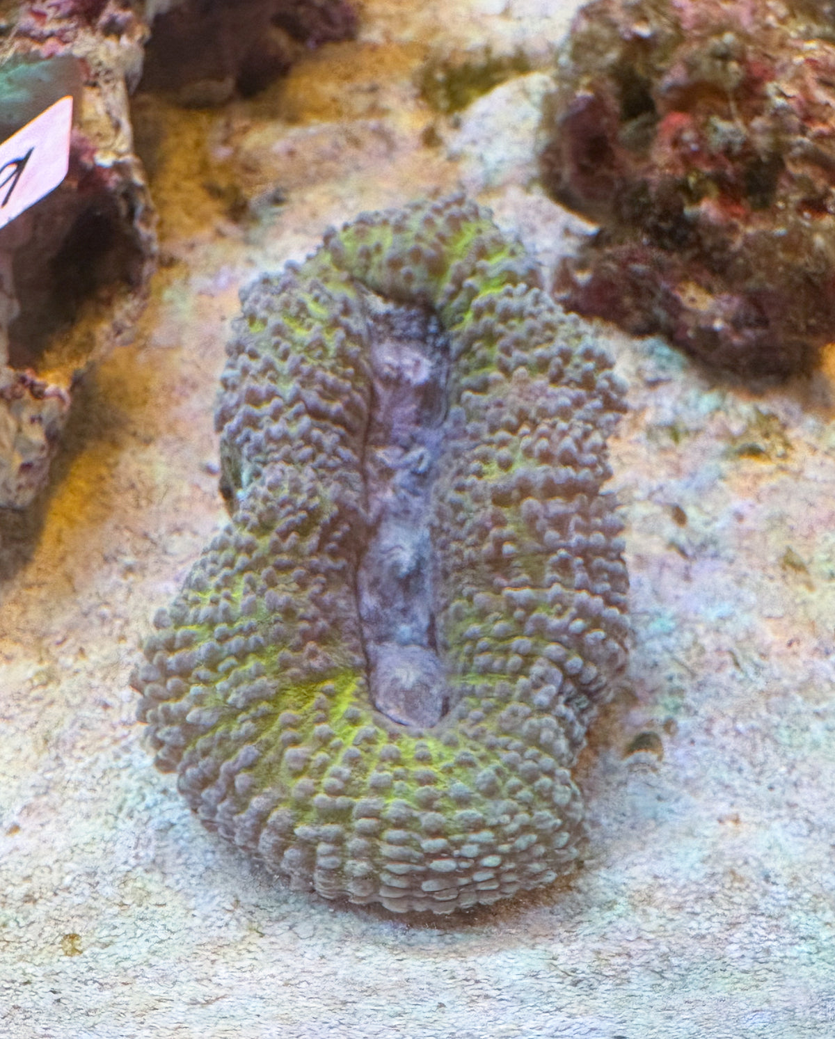 ハナガタサンゴ