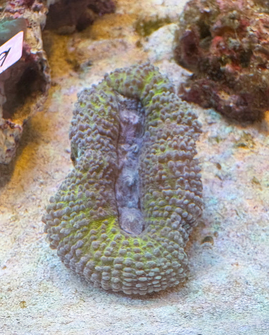 ハナガタサンゴ