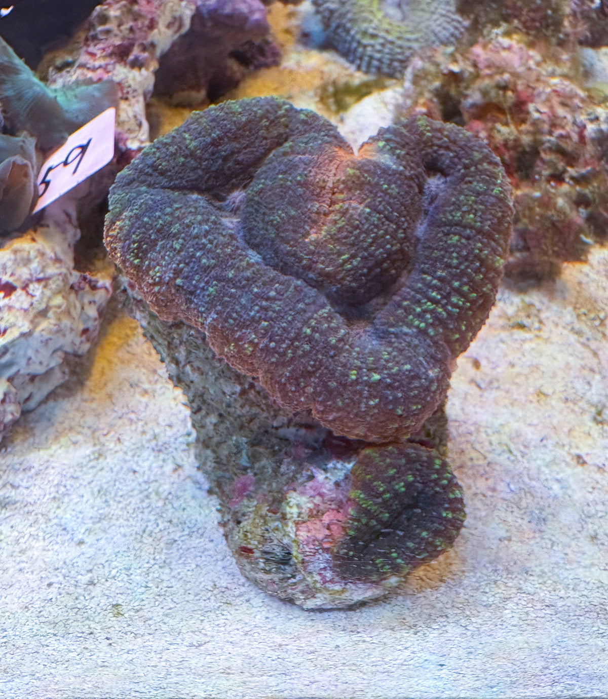 ハナガタサンゴ