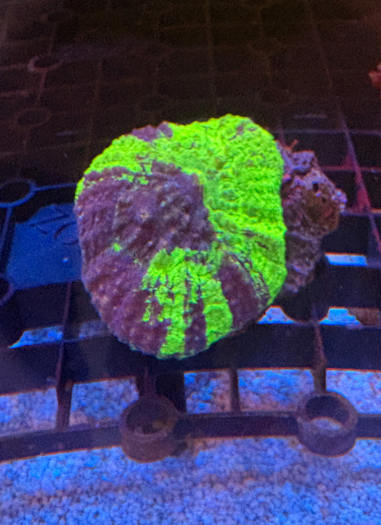 ハナガタサンゴ