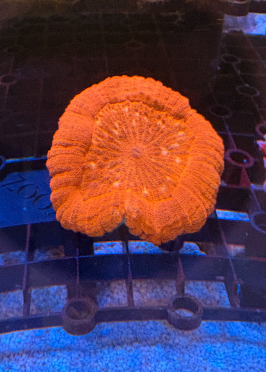 オオハナガタサンゴ