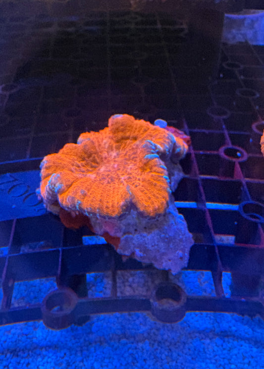 オオハナガタサンゴ