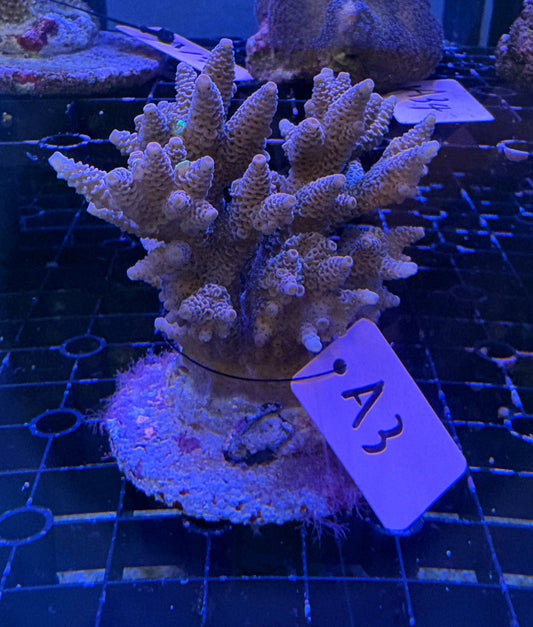 No.A3  ハイマツミドリイシ