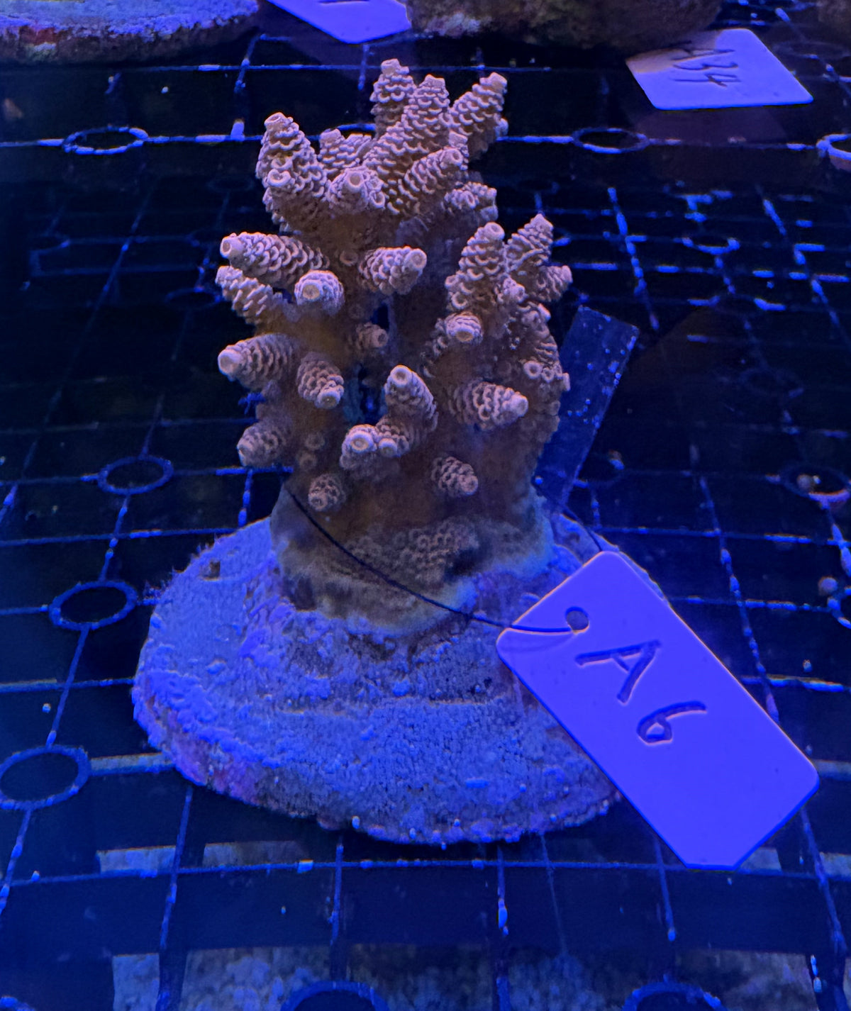 No.A6  ハイマツミドリイシ
