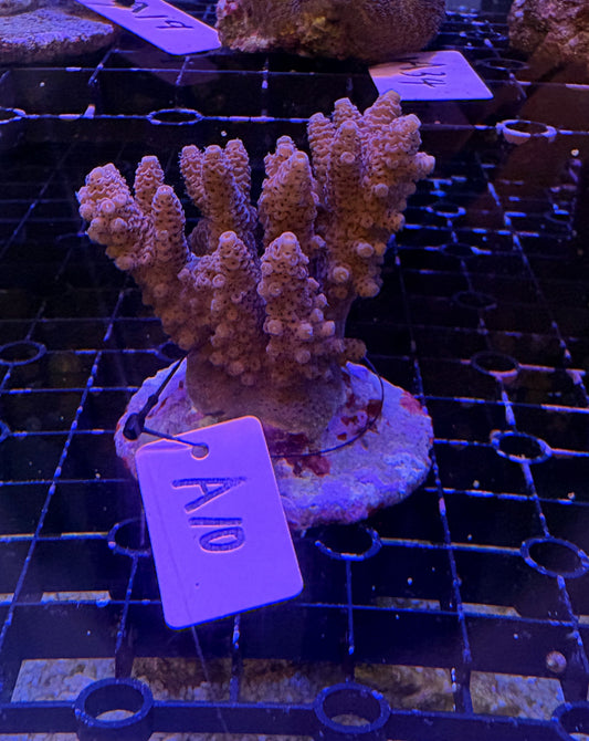 No.A10  ハイマツミドリイシ