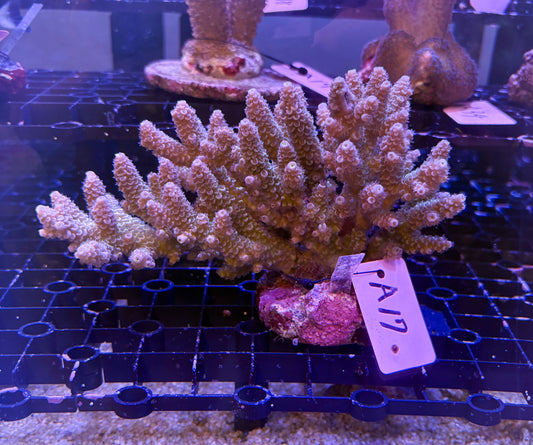 No.A17  ハイマツミドリイシ