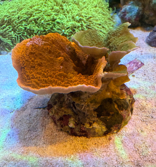 ウスコモンサンゴ　コンビ