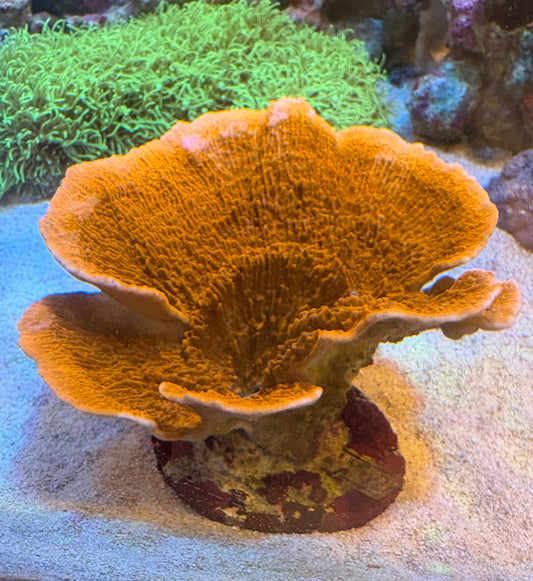 ウスコモンサンゴ