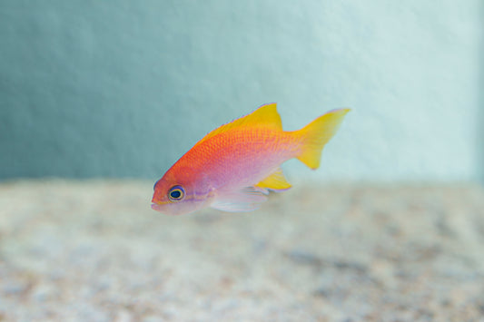 A4