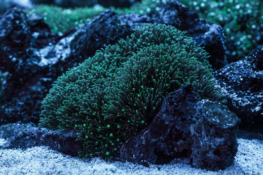 A3